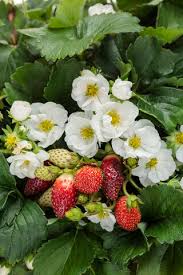 Attēlu rezultāti vaicājumam “Fragaria x ananassa”