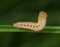 Attēlu rezultāti vaicājumam “Hipparchia alcyone”
