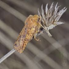 Attēlu rezultāti vaicājumam “Conistra rubiginea”