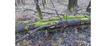 Attēlu rezultāti vaicājumam “Antrodia pulvinascens”