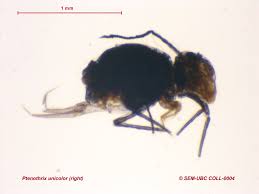 Attēlu rezultāti vaicājumam “Ptenothrix sp.”