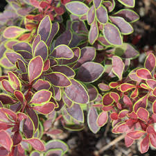 Attēlu rezultāti vaicājumam “Berberis thunbergii”