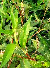 Attēlu rezultāti vaicājumam “Polygonaceae”