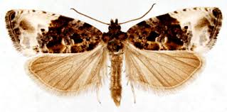 Attēlu rezultāti vaicājumam “Hedya nubiferana”