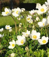 Attēlu rezultāti vaicājumam “Anemone sylvestris”