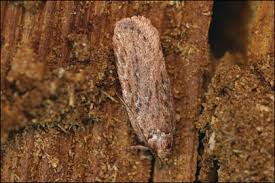 Attēlu rezultāti vaicājumam “Depressaria olerella”