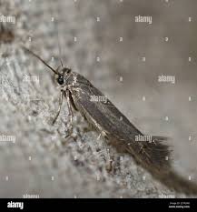 Attēlu rezultāti vaicājumam “Scythrididae”