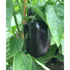Afbeeldingsresultaat voor purple beauty sweet pepper