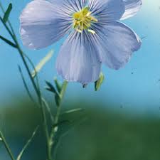 Attēlu rezultāti vaicājumam “Linum usitatissimum flower”