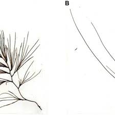 Attēlu rezultāti vaicājumam “Tragopogon heterospermus leaf”