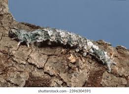 Attēlu rezultāti vaicājumam “Mamestra brassicae larva”