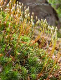 Attēlu rezultāti vaicājumam “Polytrichastrum pallidisetum macro”