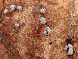 Attēlu rezultāti vaicājumam “Lycogala sphaeroconicum”