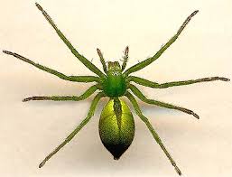 Attēlu rezultāti vaicājumam “Aranei”