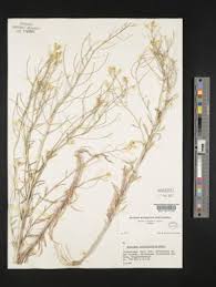 Attēlu rezultāti vaicājumam “Erysimum hieracifolium”