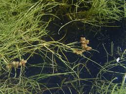 Attēlu rezultāti vaicājumam “Stuckenia pectinata”