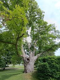 Attēlu rezultāti vaicājumam “Juglans regia leaf”