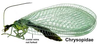 Attēlu rezultāti vaicājumam “Hemerobiidae”