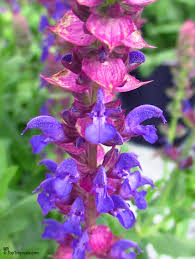 Attēlu rezultāti vaicājumam “Salvia nemorosa fruit”