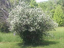 Attēlu rezultāti vaicājumam “Philadelphus lemoinei”
