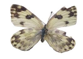 Attēlu rezultāti vaicājumam “Pontia edusa underside”