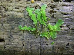 Attēlu rezultāti vaicājumam “Aneura pinguis”