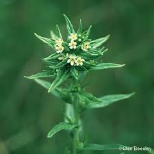 Attēlu rezultāti vaicājumam “Lithospermum officinale flower”