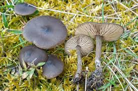 Attēlu rezultāti vaicājumam “Entoloma vernum”