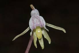 Attēlu rezultāti vaicājumam “Epipogium aphyllum”