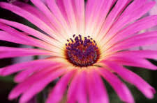 Image result for Mesembryanthemum criniflorum