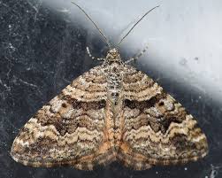 Attēlu rezultāti vaicājumam “Epirrhoe tristata imago”