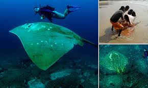 Image result for Megatrygon microps