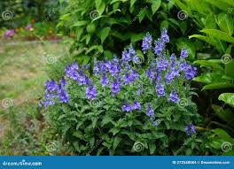 Attēlu rezultāti vaicājumam “Veronica austriaca subsp. teucrium flower”