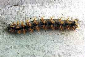 Attēlu rezultāti vaicājumam “Nymphalis polychloros underside”