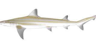 Image result for Paragaleus pectoralis