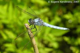 Attēlu rezultāti vaicājumam “Orthetrum brunneum”
