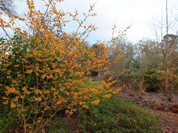 Attēlu rezultāti vaicājumam “Hamamelis mollis”