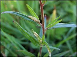 Attēlu rezultāti vaicājumam “Epilobium palustre”