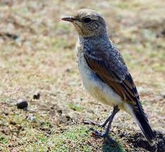 Attēlu rezultāti vaicājumam “Oenanthe oenanthe juvenile”