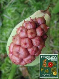 Attēlu rezultāti vaicājumam “Calla palustris fruit”