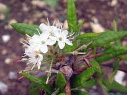 Attēlu rezultāti vaicājumam “Ledum palustre flower”