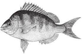 Image result for Stenotomus chrysops