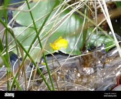 Attēlu rezultāti vaicājumam “Utricularia intermedia flower”