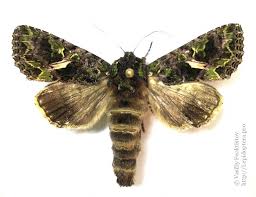 Attēlu rezultāti vaicājumam “Trachea atriplicis”