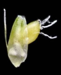 Attēlu rezultāti vaicājumam “Stemonitopsis aequalis (var. aequalis)”