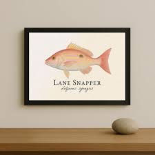 Image result for Lutjanus synagris