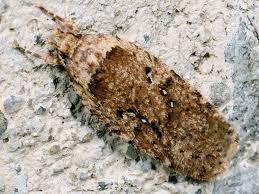 Attēlu rezultāti vaicājumam “Agonopterix heracliana”