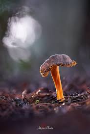 Attēlu rezultāti vaicājumam “Cantharellus lutescens”