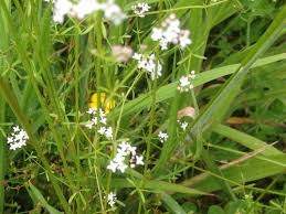 Attēlu rezultāti vaicājumam “Galium palustre leaf”