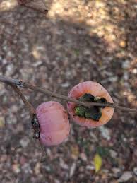 Attēlu rezultāti vaicājumam “Pastinaca sativa subsp. sylvestris fruit”